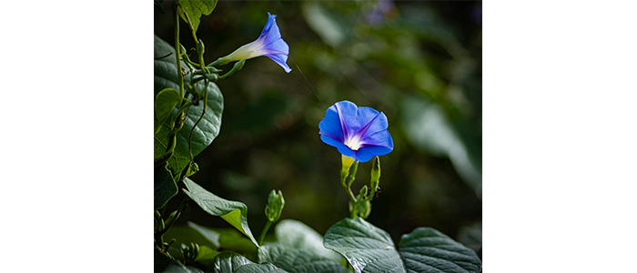 Ipomoea tricolor